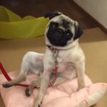 3歳 治療は続きましたが、なかなか改善しません。 とうとう、裸のマハ状態に。 元気がなく大分痩せてしまいました。