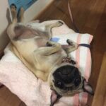 6〜7歳 少しずつバラバラしい体型になり元気になりました。 鹿肉のドライフードを基本に、ウェットタイプのマグロや鹿肉ソーセージなどをトッピングして、仕上げにえごま油をかけて与えました。